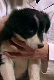 Películas de Nellie