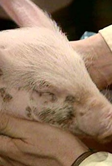 Películas de Nugent