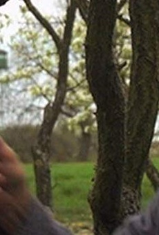 Películas de Pál Bocsárszky