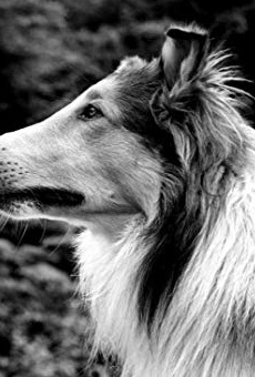 Películas de Pal the Dog