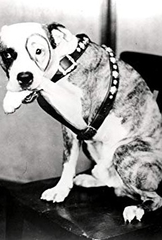 Películas de Pete the Dog