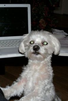 Películas de Pickles