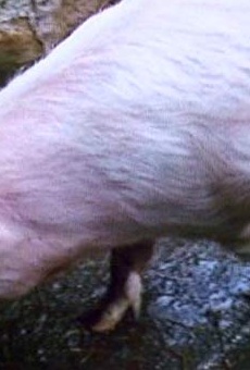 Películas de Polly (2)