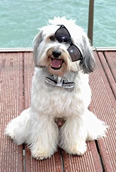 Películas de Pudsey