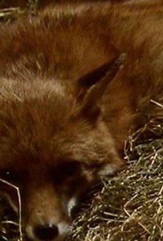 Películas de Rusty (2)