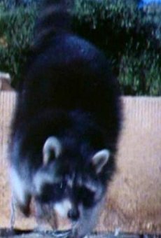 Películas de Samson