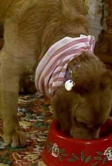 Películas de Sandy (2)