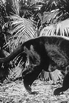 Películas de Sean Naegeli Películas de Sean Naegeli