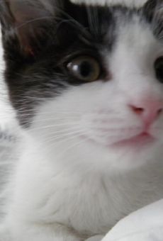 Películas de Sophia The Cat