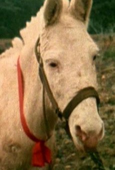 Películas de Susie (2)