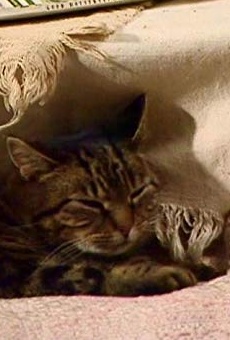 Películas de Tabitha