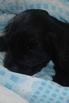 Películas de Tappancs the Dog