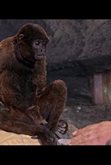 Películas de The Woolly Monkey Películas de The Woolly Monkey