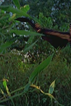 Películas de Tony Gosalvez