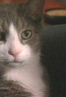 Películas de W. Axl Rose the Cat