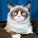 Grumpy Cat