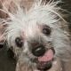 Rascal The World S Ugliest Dog