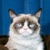 Grumpy Cat