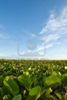 Bajo un cielo de gloria