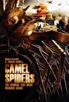 Camel Spiders