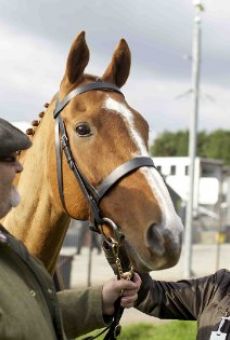 Caballo ganador online