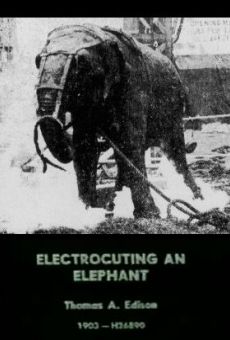 Electrocuting an Elephant online