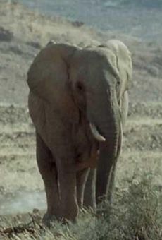 Elephant Nomads of the Namib Desert