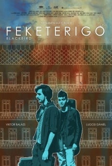 Feketerigó online streaming