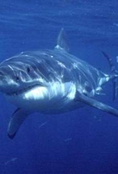 Jaws of the Pacific online streaming
