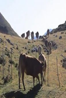 Película: La ley de la montaña