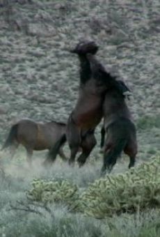 Last of the Spanish Mustangs