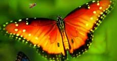 Disneynature's Wings Of Life (2013)