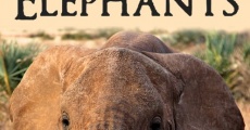 Película Battle for the Elephants