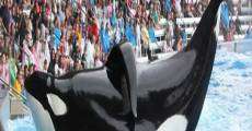 Filme completo Blackfish: Fúria Animal