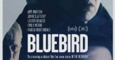 Bluebird