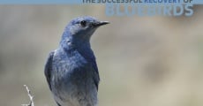 Película Bluebird Man