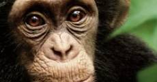 Chimpanzee film complet