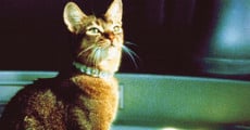 Filme completo O Gato que Veio do Espaço