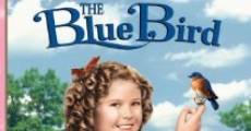 Filme completo O Pássaro Azul