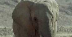 Elephant Nomads of the Namib Desert (2008) stream