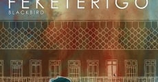 Feketerigó (2015) stream