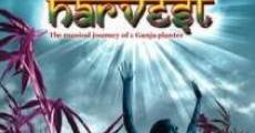 Harvest (2008) stream