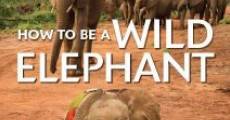 Película How to Be a Wild Elephant