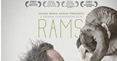 Película Rams: La historia de dos hermanos y ocho ovejas