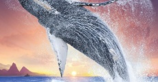 Película Humpback Whales