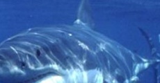 Jaws of the Pacific