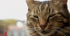 Kedi - Von Katzen und Menschen streaming