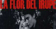 La flor del irupé (1962) stream