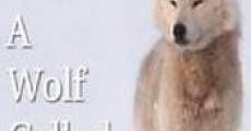 A Wolf Called Storm (The Natural World)