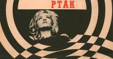 Covek nije tica (1965) stream